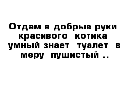 Отдам в добрые руки  красивого  котика  умный знает  туалет  в меру  пушистый ..